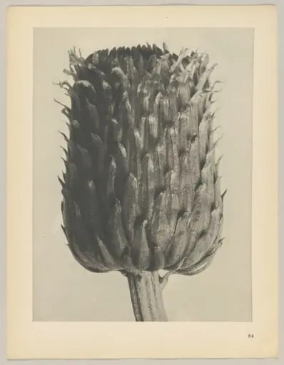 Cirsium canum, by Karl Blossfeldt