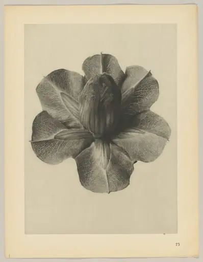 Cobaea scandens, by Karl Blossfeldt