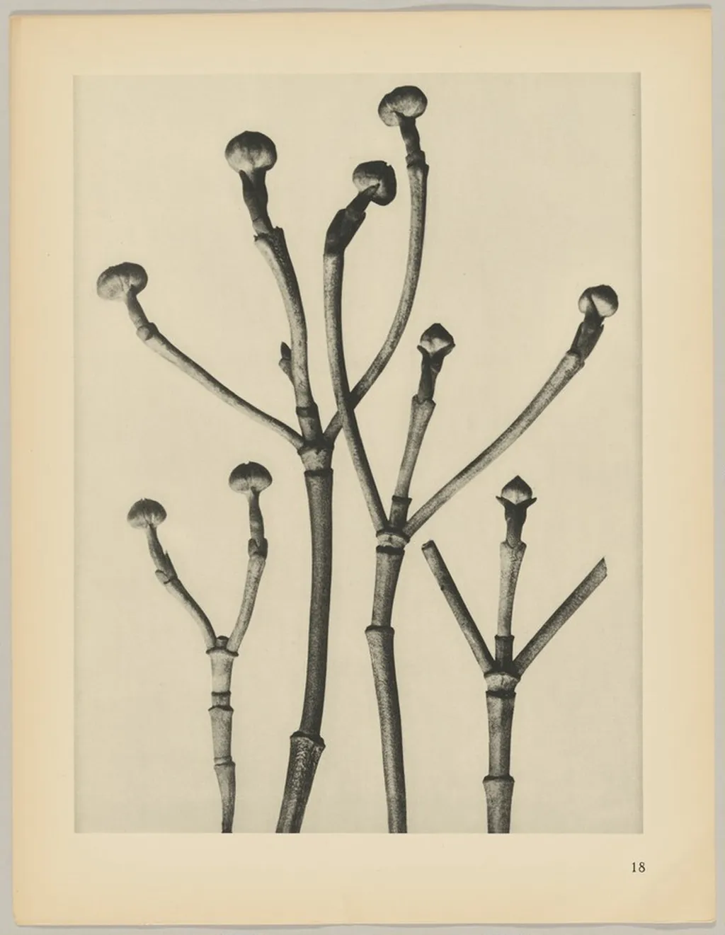 Cornus florida, by Karl Blossfeldt, 1928