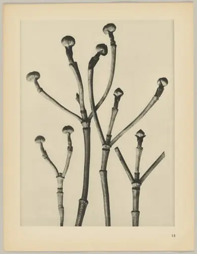 Cornus florida, by Karl Blossfeldt