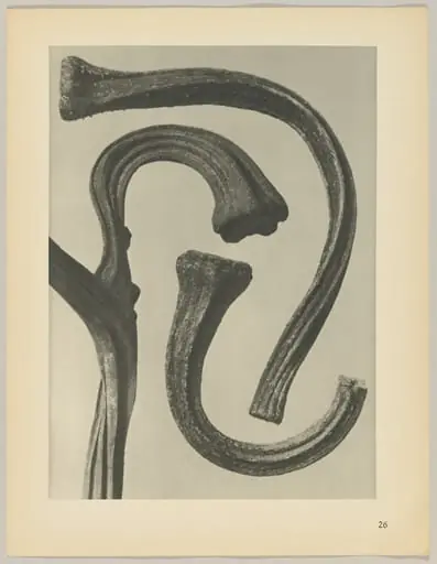 Cucurbita, by Karl Blossfeldt