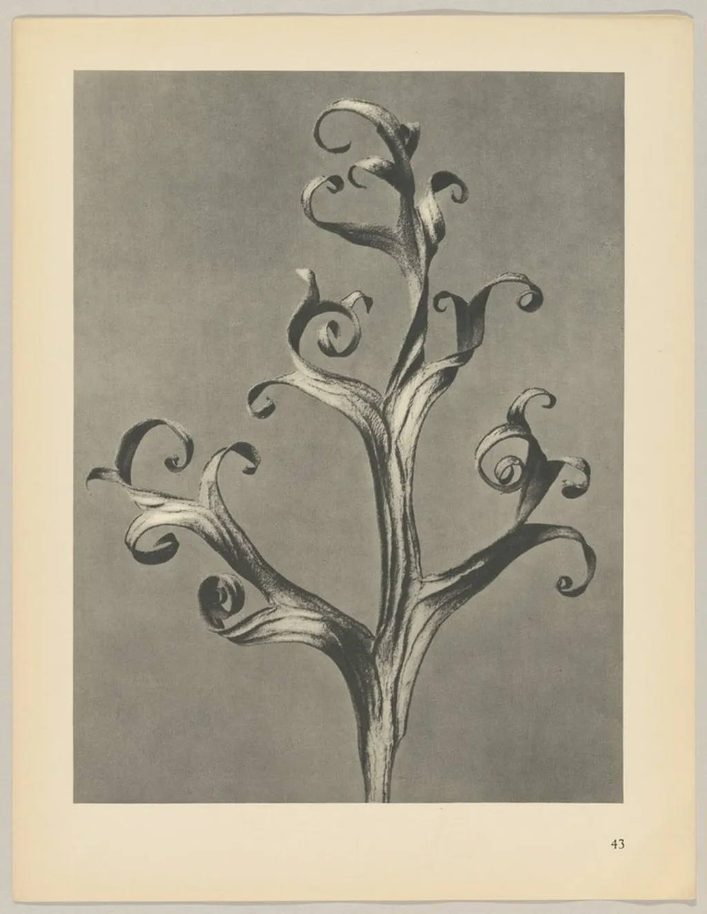 Delphinium, by Karl Blossfeldt, 1928