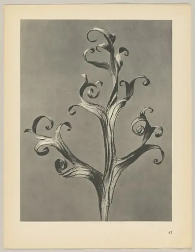 Delphinium, by Karl Blossfeldt