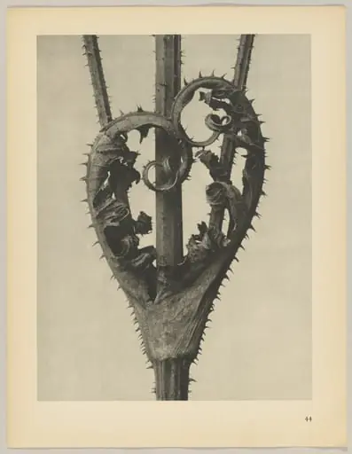 Dipsacus laciniatus, by Karl Blossfeldt