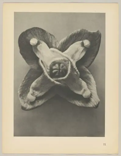 Epimedium Muschianum, by Karl Blossfeldt