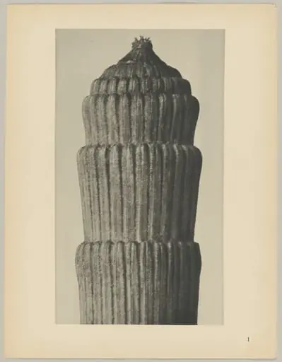 Equisetum hiemale, by Karl Blossfeldt