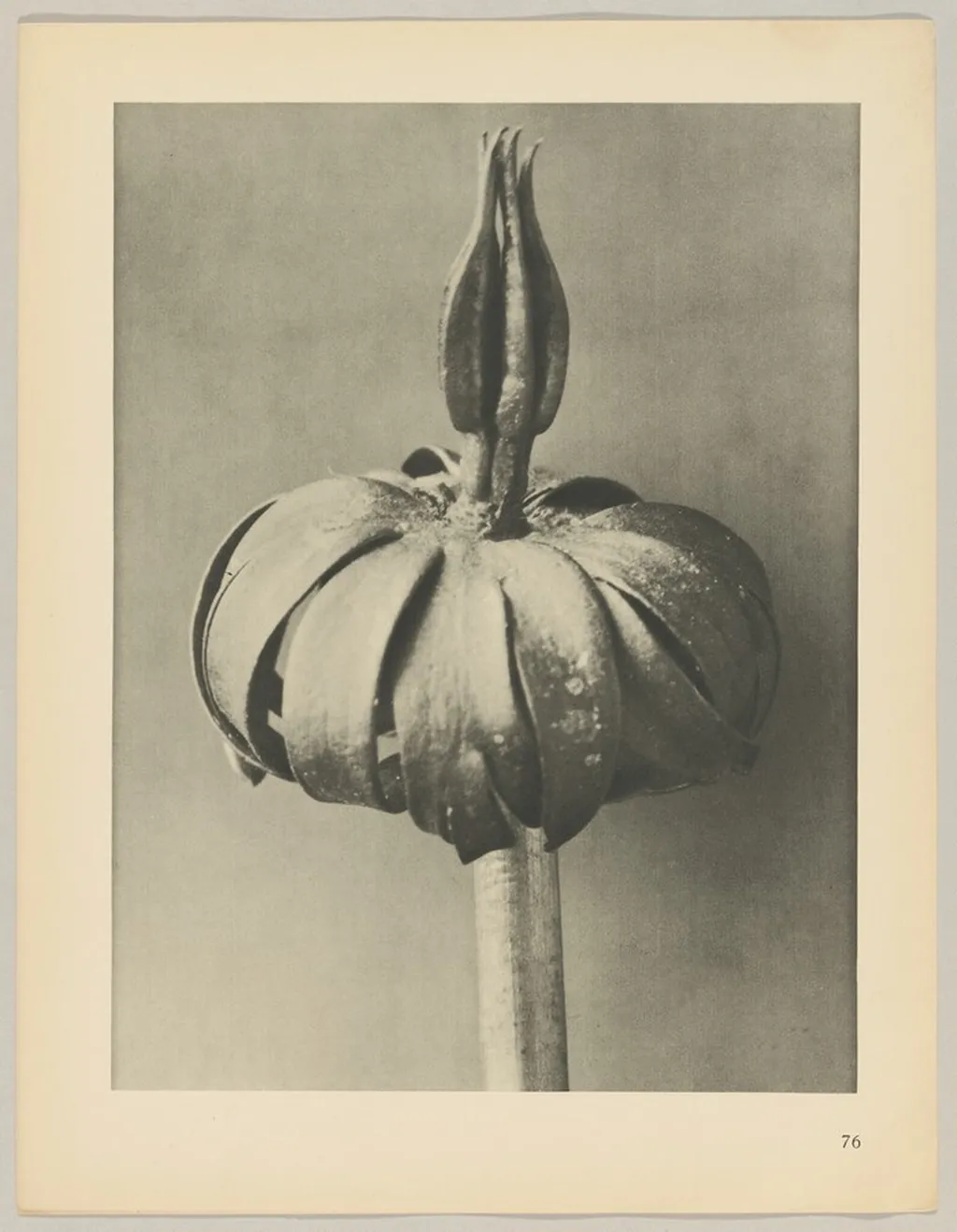 Eranthis cilicica, by Karl Blossfeldt, 1928