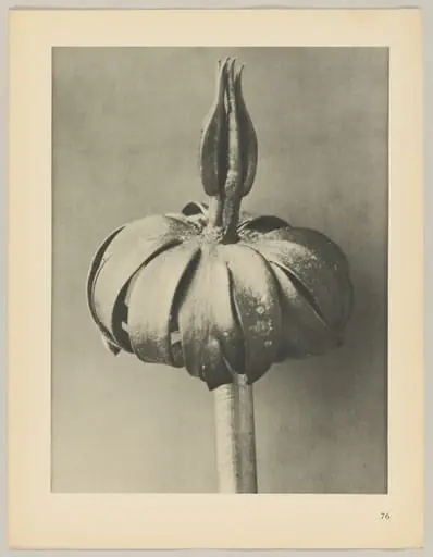 Eranthis cilicica, by Karl Blossfeldt