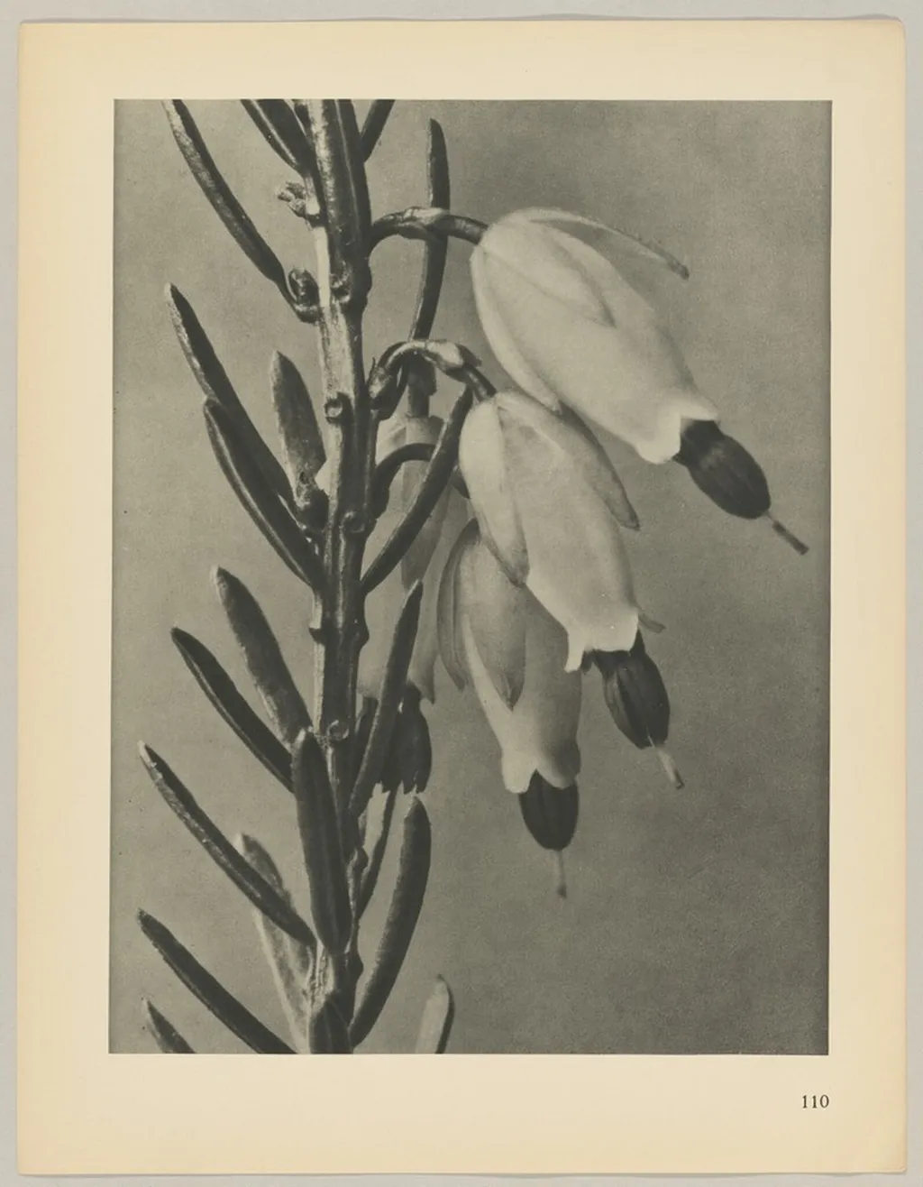 Erica herbacea, by Karl Blossfeldt, 1928