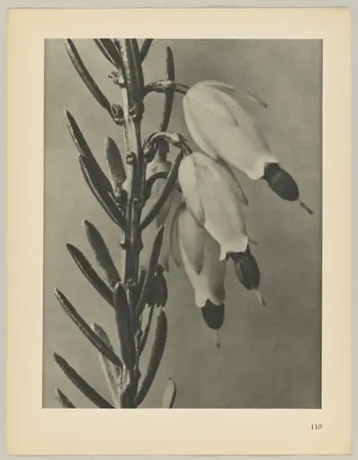 Erica herbacea, by Karl Blossfeldt
