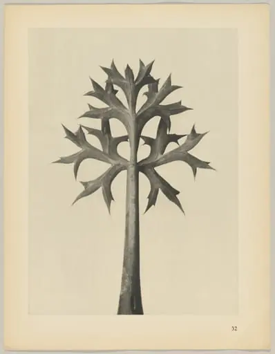 Eryngium Bourgatii, by Karl Blossfeldt