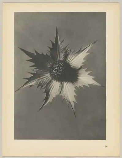 Eryngium giganteum, by Karl Blossfeldt