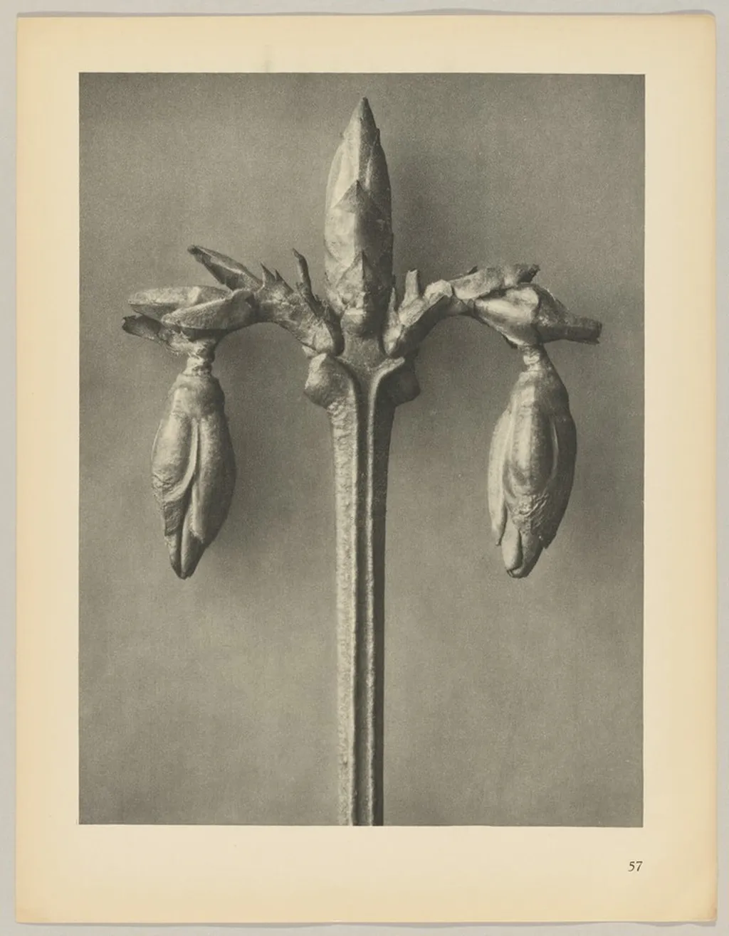 Forsythia suspensa, by Karl Blossfeldt, 1928