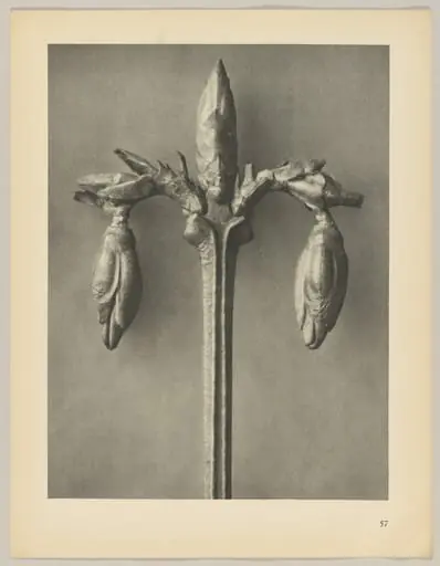 Forsythia suspensa, by Karl Blossfeldt