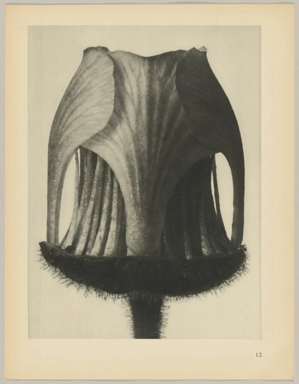 Geum rivale, by Karl Blossfeldt, 1928