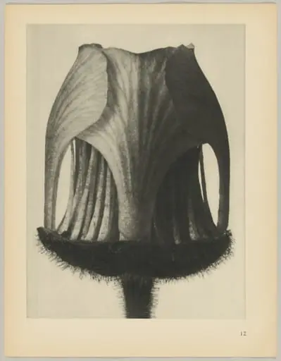 Geum rivale, by Karl Blossfeldt