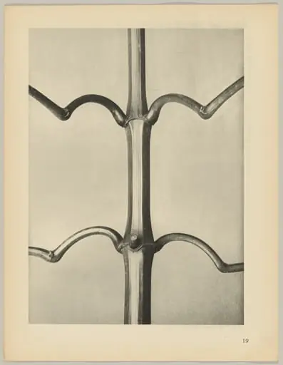 Imatiens glanduligera, by Karl Blossfeldt