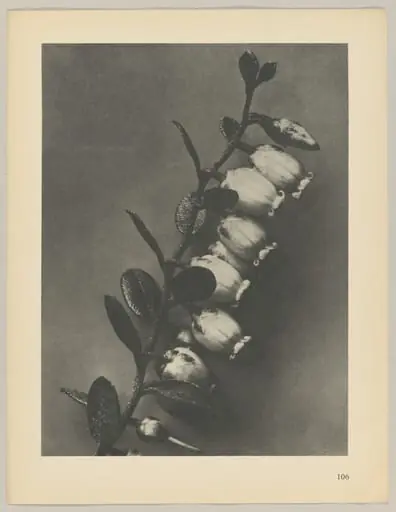 Lyonia calyculata, by Karl Blossfeldt