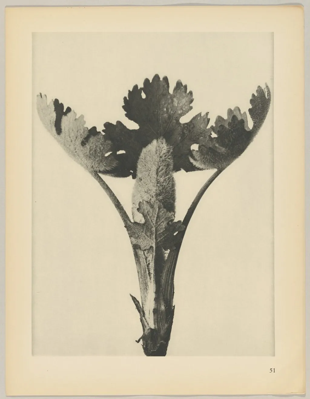 Macleya cordata, by Karl Blossfeldt, 1928