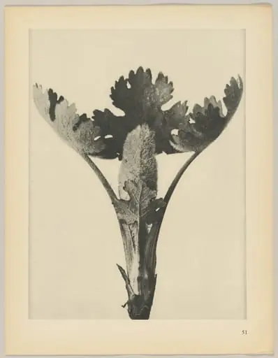 Macleya cordata, by Karl Blossfeldt