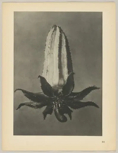 Michauxia campanuloides, by Karl Blossfeldt