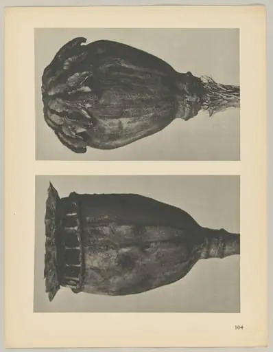 Papaver, by Karl Blossfeldt