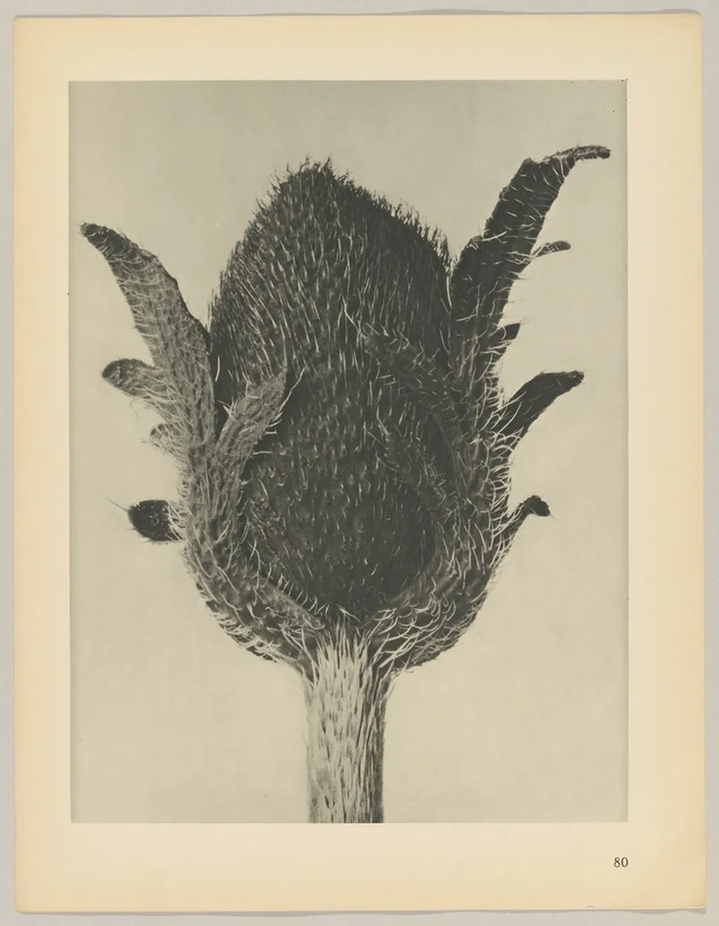 Papaver orientale, by Karl Blossfeldt, 1928