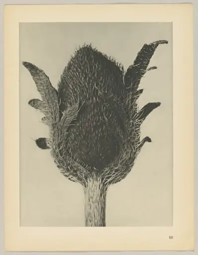 Papaver orientale, by Karl Blossfeldt