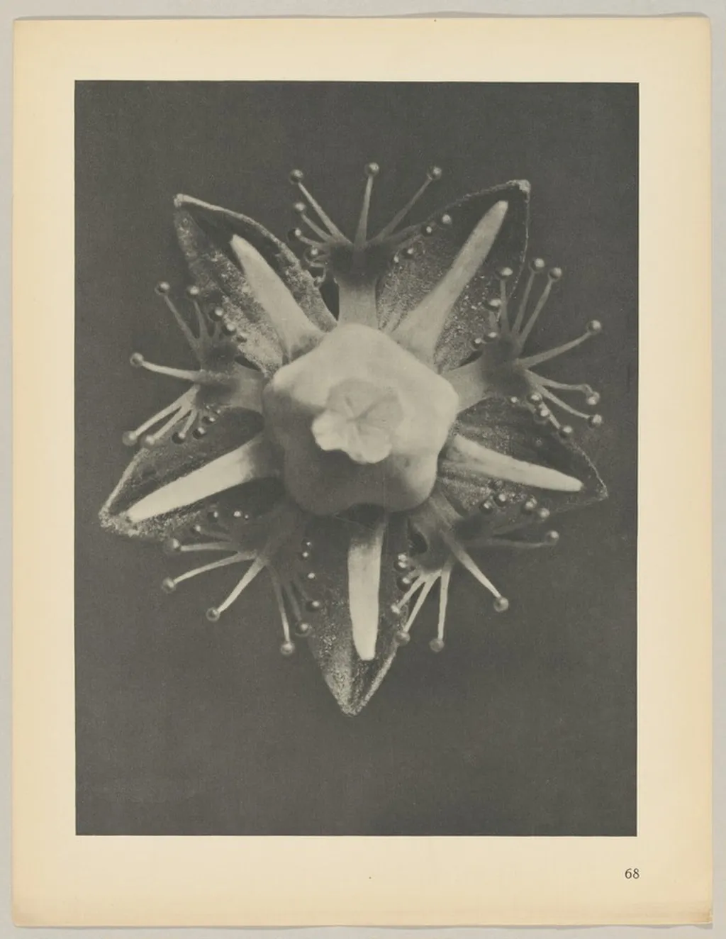 Parnassia palustris, by Karl Blossfeldt, 1928