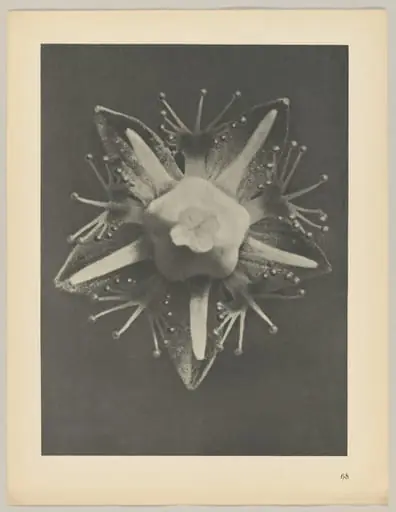 Parnassia palustris, by Karl Blossfeldt