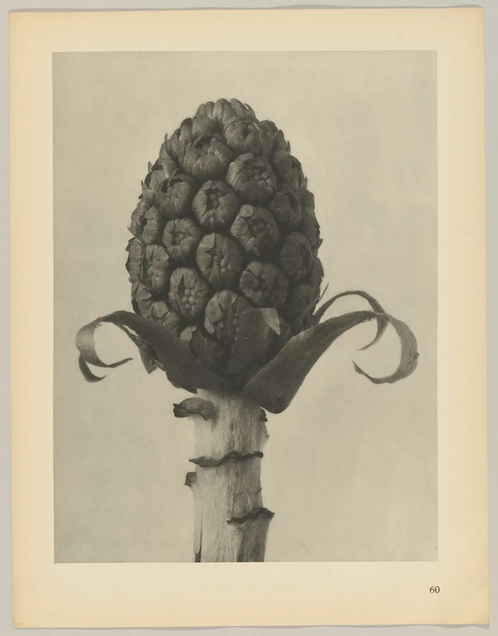 Petasites officinalis, by Karl Blossfeldt, 1928