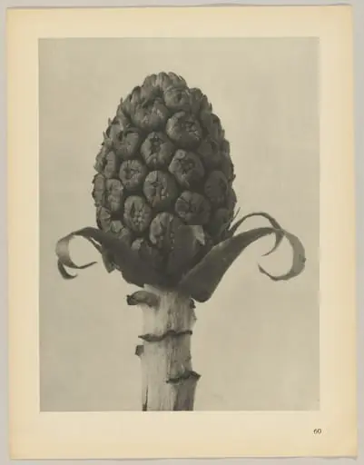 Petasites officinalis, by Karl Blossfeldt