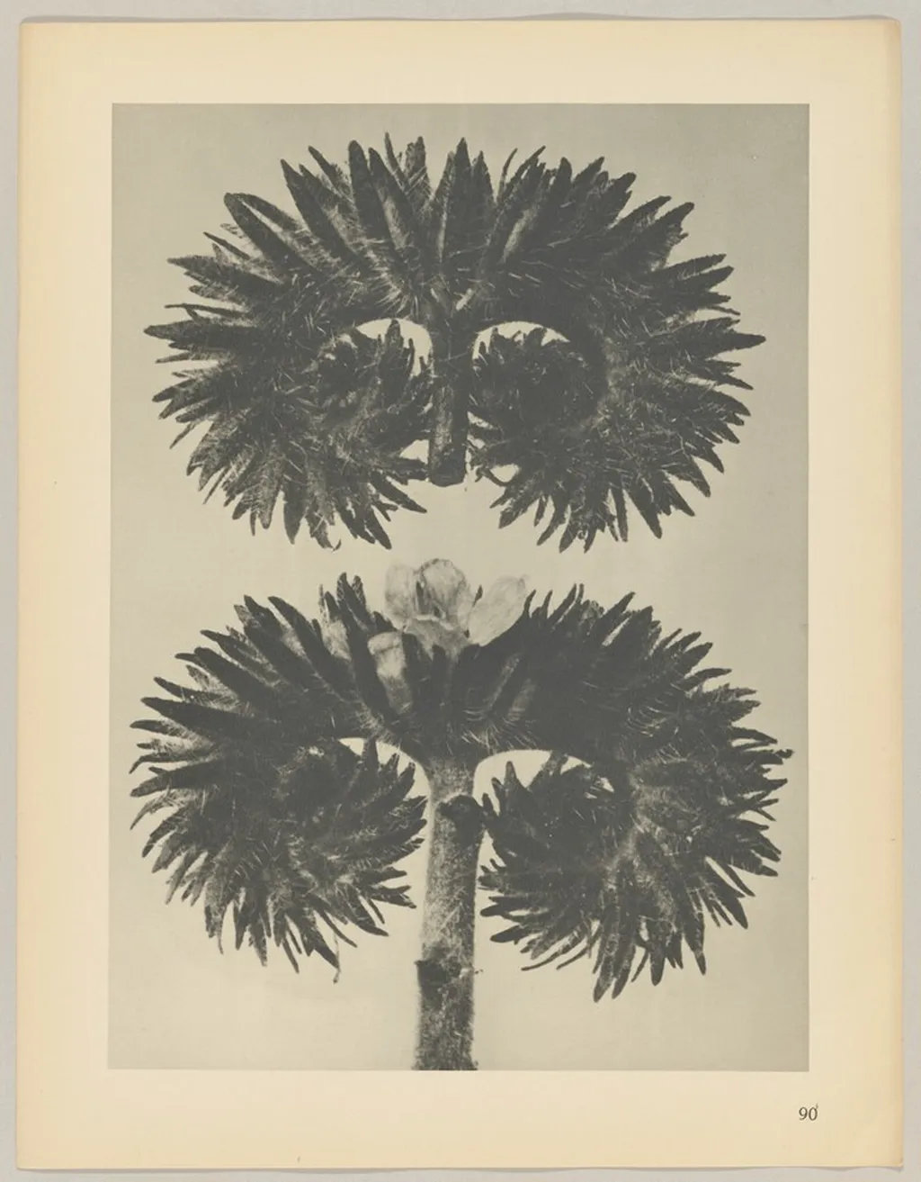 Phacelia tanacetifolia, by Karl Blossfeldt, 1928