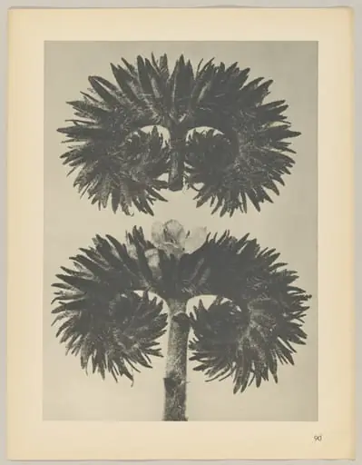 Phacelia tanacetifolia, by Karl Blossfeldt
