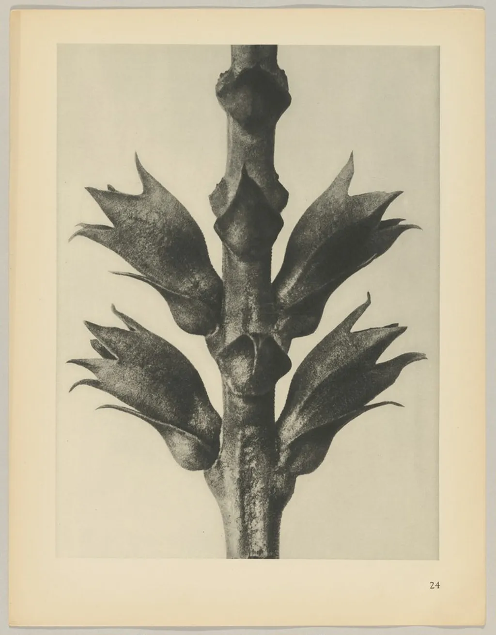 Physostegia virginiana, by Karl Blossfeldt, 1928