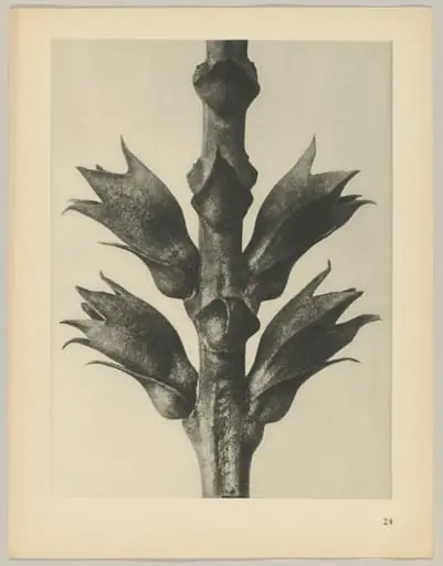 Physostegia virginiana, by Karl Blossfeldt