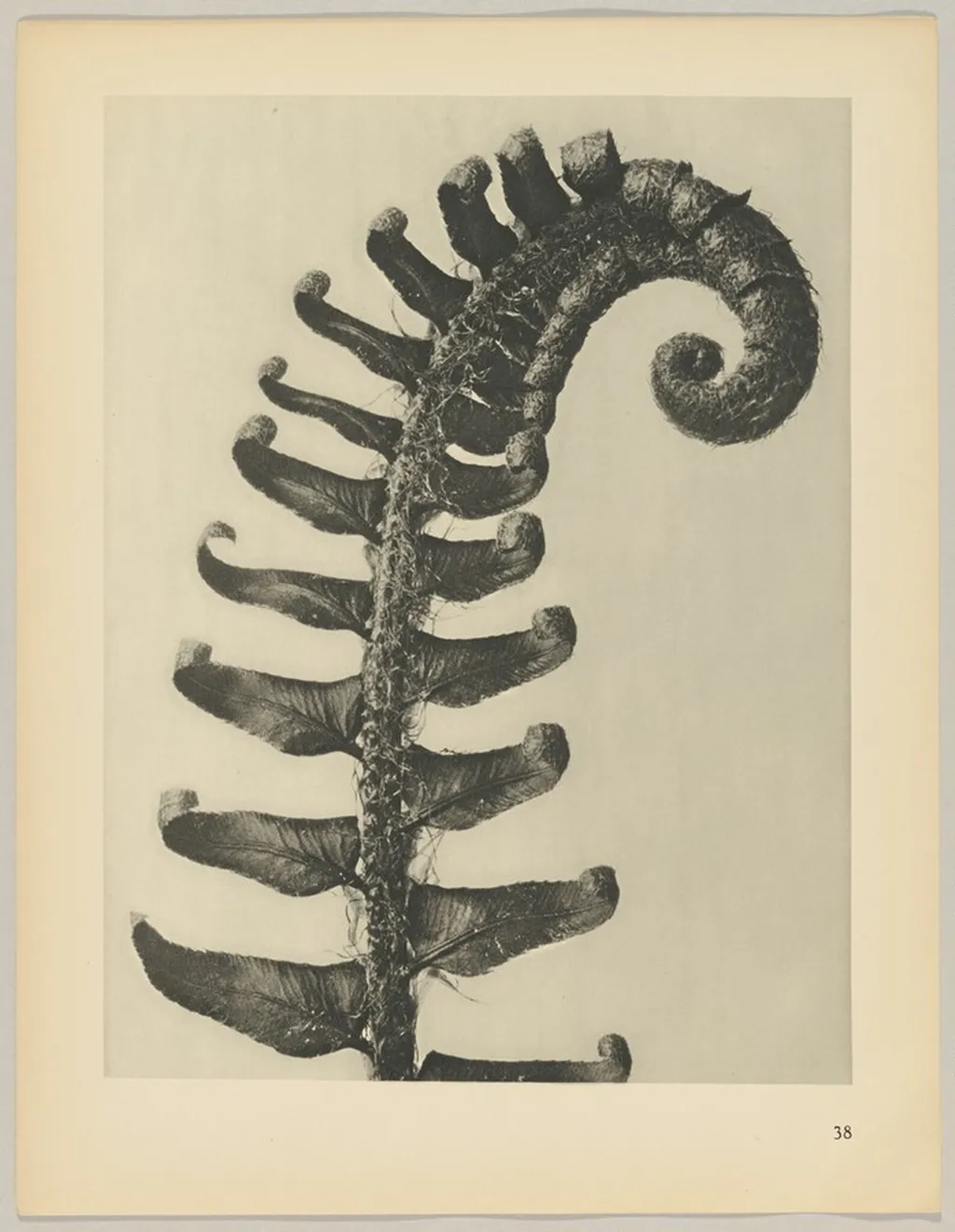 Poltstichum munitum, by Karl Blossfeldt, 1928