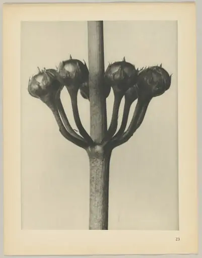 Primula japonica, by Karl Blossfeldt