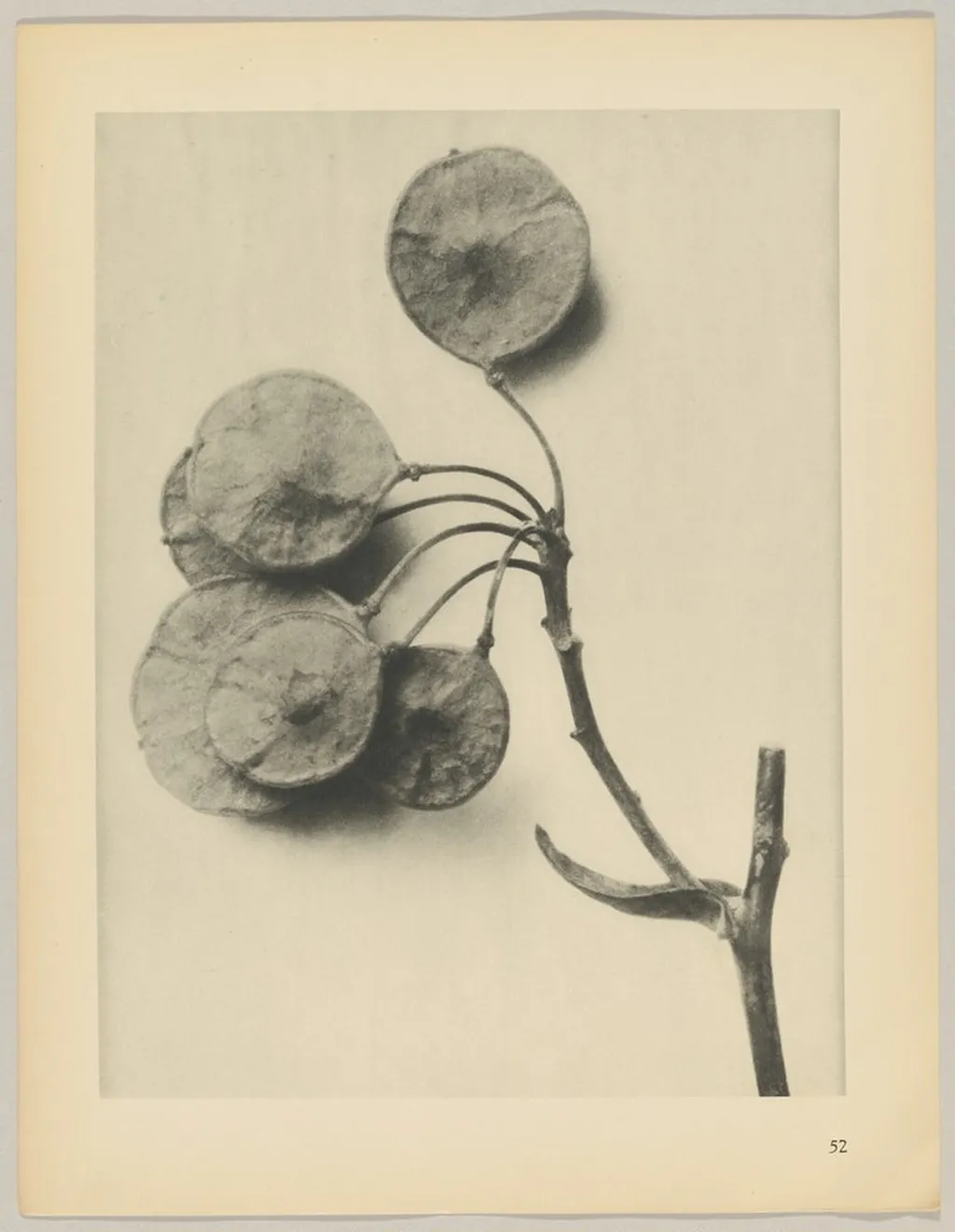 Ptelea trifoliata, by Karl Blossfeldt, 1928