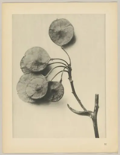 Ptelea trifoliata, by Karl Blossfeldt