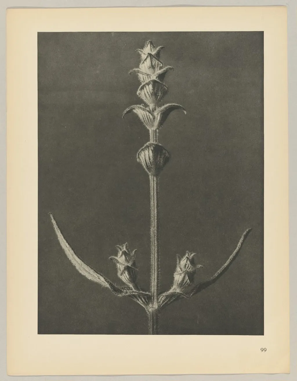 Salvia, by Karl Blossfeldt, 1928