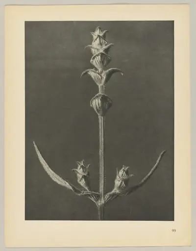 Salvia, by Karl Blossfeldt