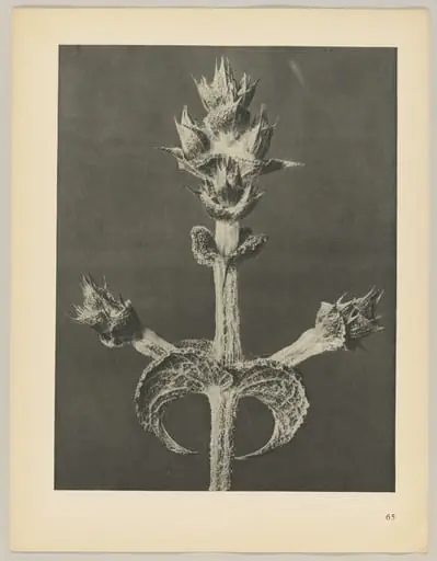 Salvia aethiopis, by Karl Blossfeldt