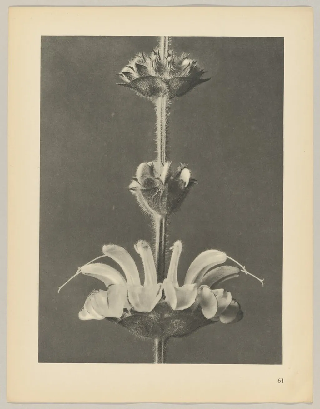 Salvia argentea, by Karl Blossfeldt, 1928