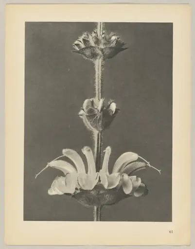 Salvia argentea, by Karl Blossfeldt