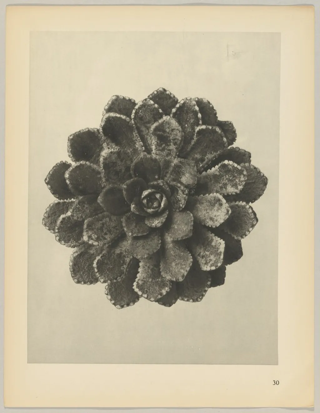 Saxifraga aizoon, by Karl Blossfeldt, 1928