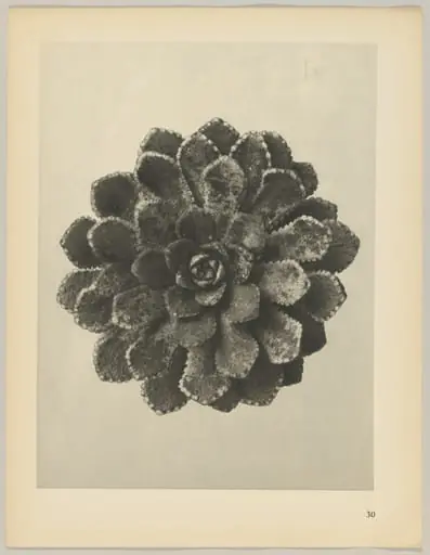 Saxifraga aizoon, by Karl Blossfeldt