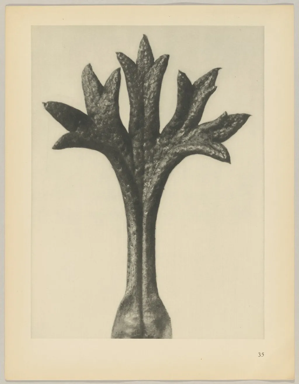 Saxifraga Willkommniana, by Karl Blossfeldt, 1928