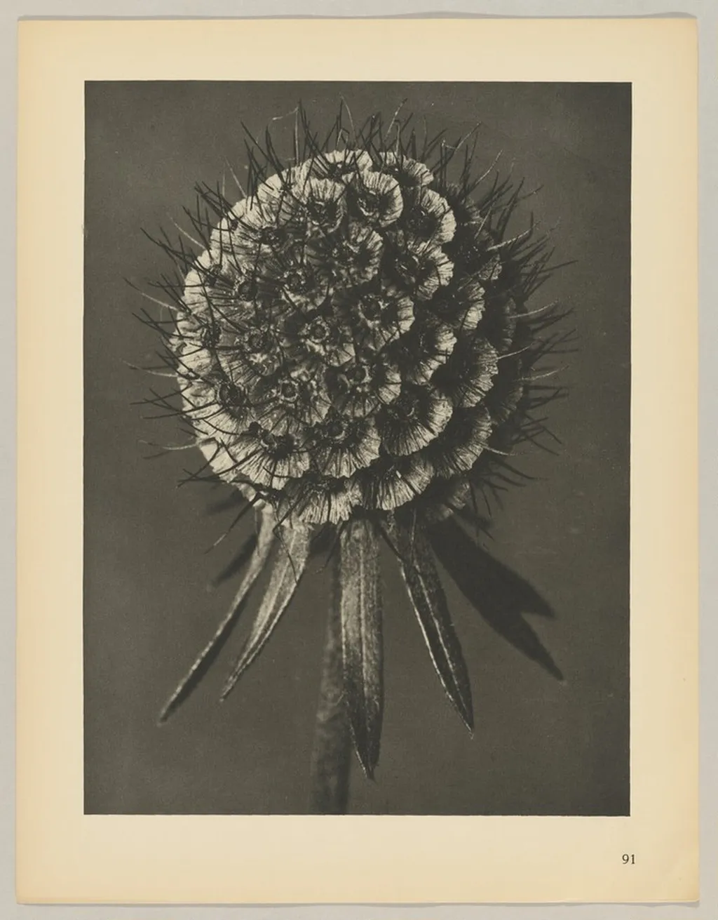 Scabiosa columbaria, by Karl Blossfeldt, 1928