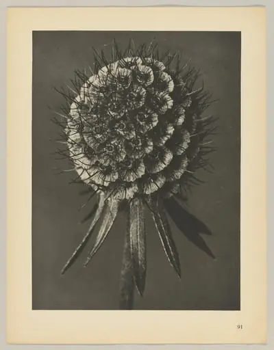 Scabiosa columbaria, by Karl Blossfeldt